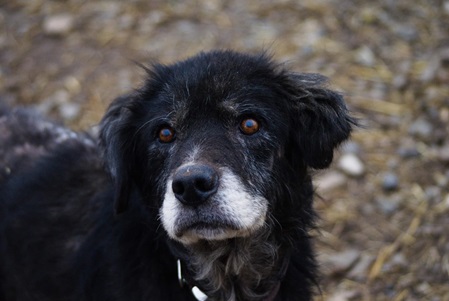 Traian ������