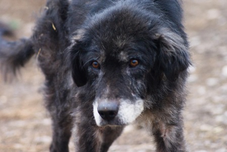 Traian ������