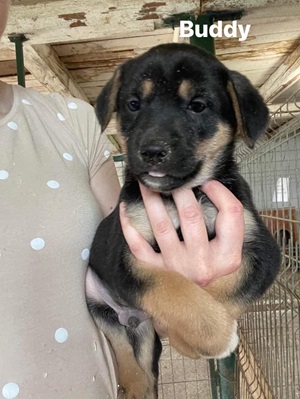 Buddy