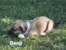 Benji